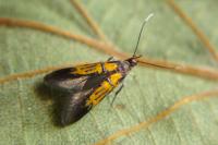 Schiffermuelleria schaefferella