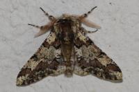 Biston strataria