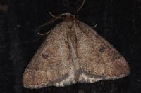 Theria primaria
