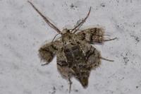 Phigaliohybernia marginaria