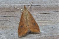 Udea ferrugalis