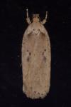 Agonopterix yeatiana
