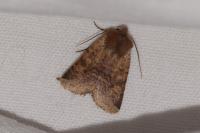 Spudaea ruticilla