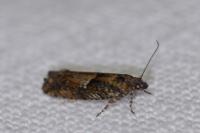 Epinotia immundana