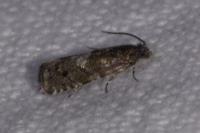 Pammene splendidulana