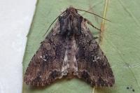 Mniotype