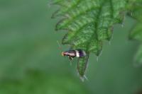 Stigmella aurella