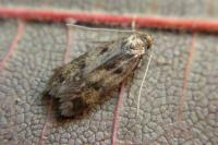 Borkhausenia fuscescens
