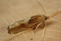 Eucosma