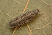 Gelechia senticetella