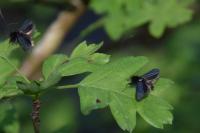 Adela reaumurella