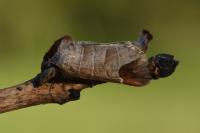 Clostera curtula