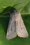 Orthosia gracilis