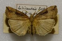 Hypena rostralis