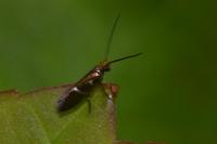 Micropterix aruncella