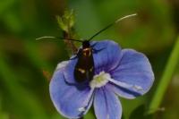 Cauchas fibulella