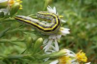 Cucullia asteris