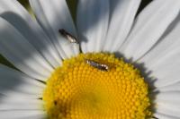 Glyphipterix simpliciella