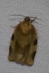 Choristoneura hebenstreitella