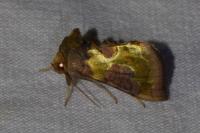 Diachrysia chrysitis/stenochrysis