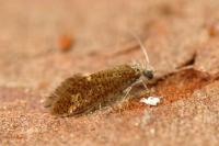 Dyseriocrania subpurpurella