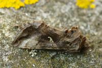 Autographa gamma