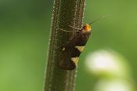Incurvaria masculella