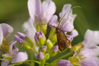 Cauchas rufimitrella