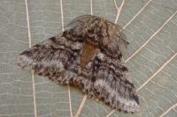 Lycia hirtaria