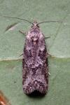 Cnephasia