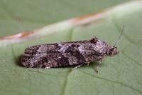 Cnephasia