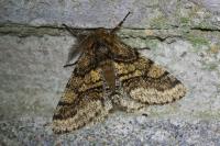 Lycia hirtaria