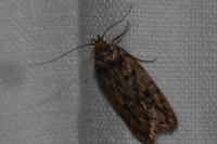 Hofmannophila pseudospretella