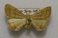 Pechipogo strigilata