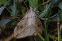Evergestis forficalis