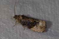 Hedya nubiferana