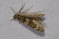 Electrophaes corylata