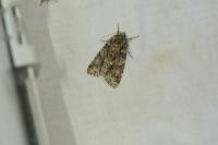 Acronicta rumicis