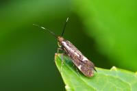 Esperia sulphurella