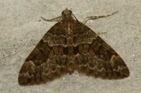 Thera britannica/obeliscata/variata