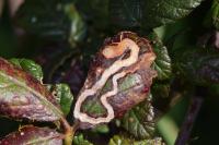 Stigmella aurella