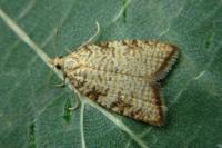 Aleimma loeflingiana