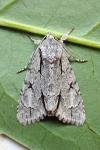 Acronicta psi/tridens
