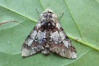 Biston strataria