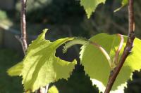Endromis versicolora