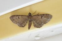 Eupithecia absinthiata/assimilata/goossensiata
