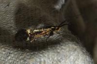 Esperia sulphurella