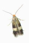 Stigmella aurella