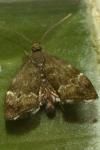Anthophila fabriciana