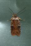 Agonopterix purpurea